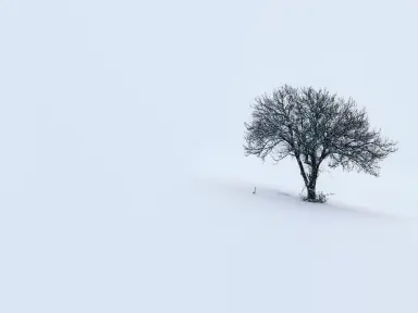 Design tree7